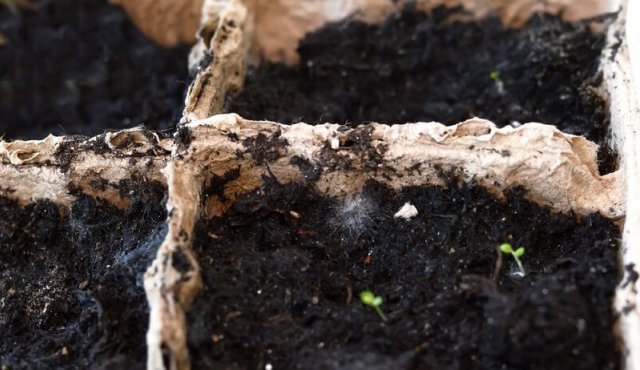 Як не допустити появи цвілі на ґрунті з розсадою