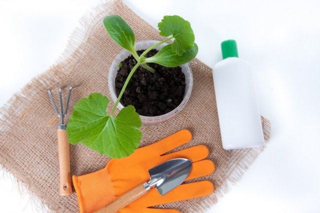 Як позбутися цвілі на розсаді