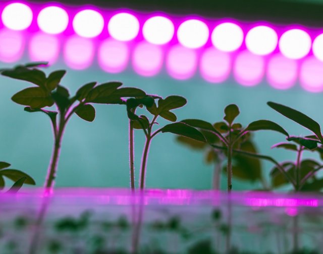 Як пригальмувати зростання розсади