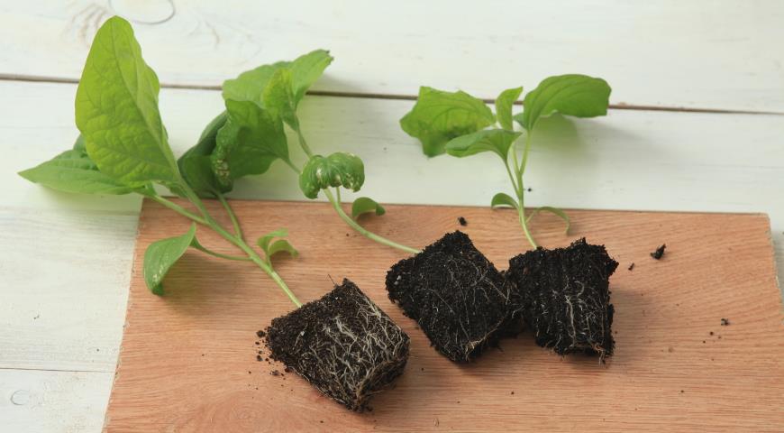 Захворювання коріння