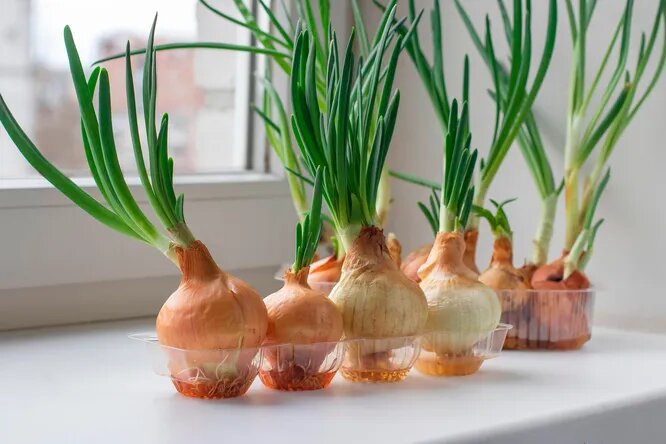 Зелена цибуля