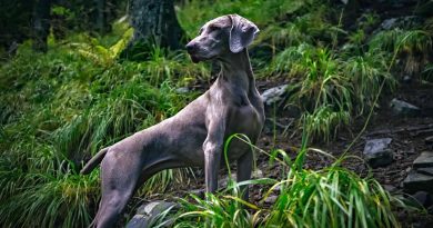 10 народних засобів проти кліщів, які не можна використовувати нікому