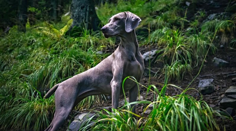 10 народних засобів проти кліщів, які не можна використовувати нікому