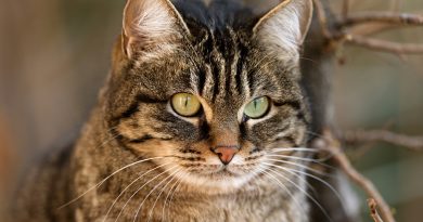 Бережіть очі котів від кератиту