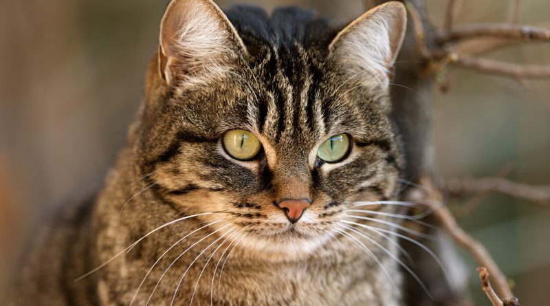 Бережіть очі котів від кератиту