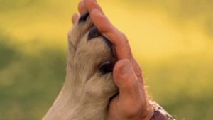 Бити собаку — показувати свою безпорадність.