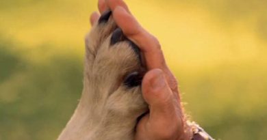 Pobić psa to pokazać swoją bezradność