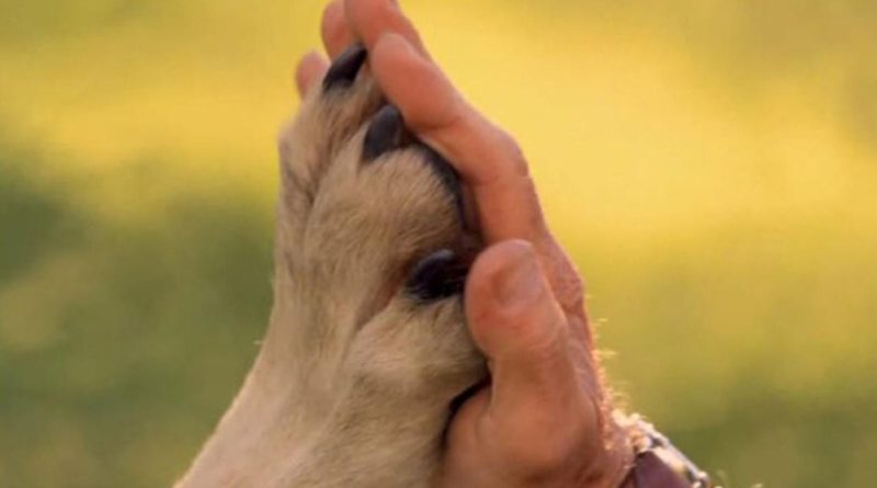 Бити собаку — показувати свою безпорадність