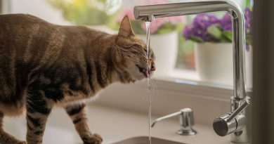 Чому деякі кішки не п'ють воду загалом