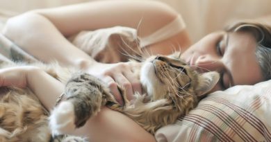 Чому кішка проситься в ліжко до господаря: тлумачення прикмети