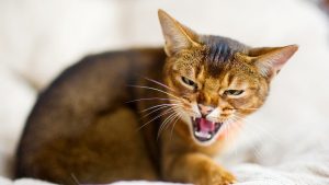 Чому кішка шипить: 5 причин конфліктної поведінки.