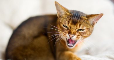 Чому кішка шипить: 5 причин конфліктної поведінки