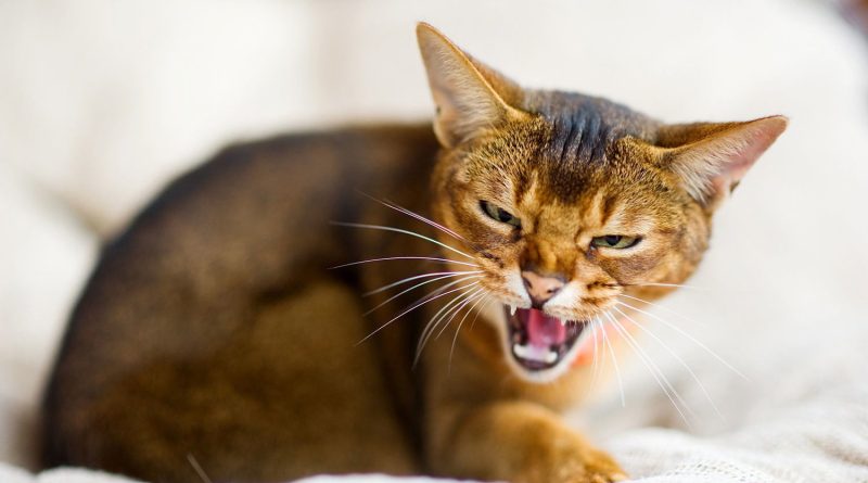 Чому кішка шипить: 5 причин конфліктної поведінки