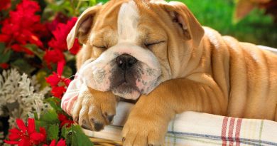 Чому не можна будити сплячого собаку, навіть якщо йому сниться кошмар