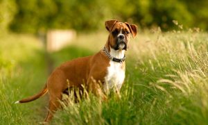 Годувати собаку до або після прогулянки?