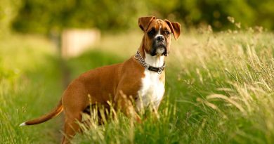 Годувати собаку до або після прогулянки