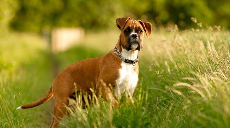 Годувати собаку до або після прогулянки