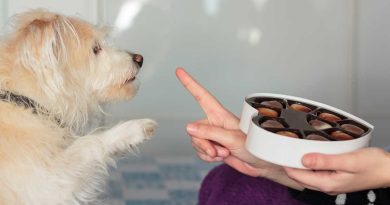 Чи можна моєму собаці шоколад