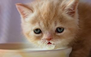 Чи можна молоко кішкам?