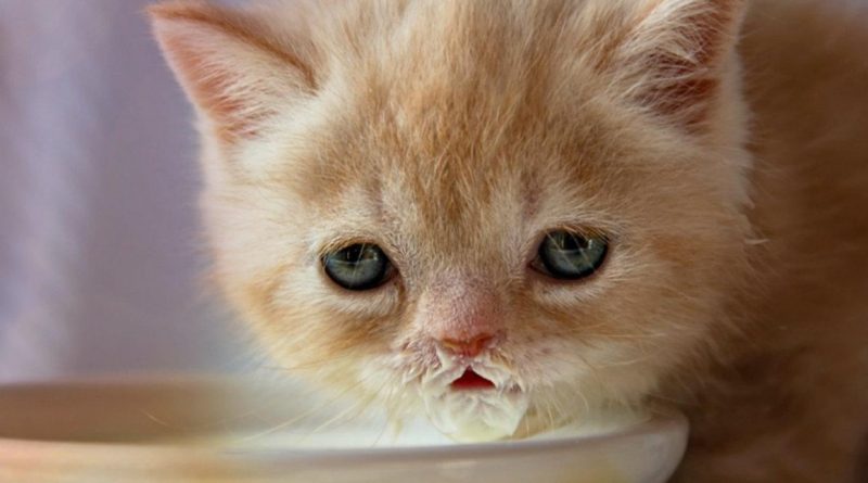 Чи можна молоком кішкам