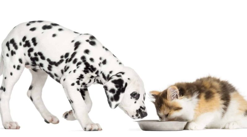 Чи можна собакам котячий корм