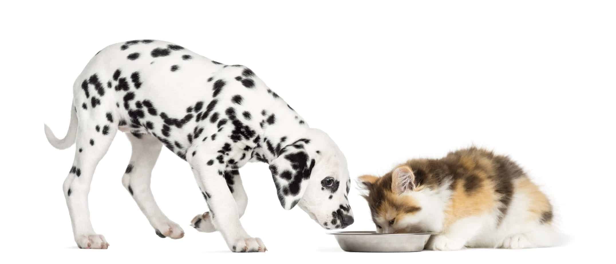 Dürfen Hunde Katzenfutter fressen? ⋆ LovePets 💙💛