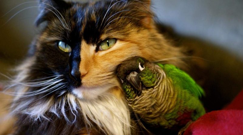 Чи можуть кішки та птахи жити мирно? 4 способи подружити хижака та жертву