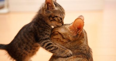 Чи правда, що кішка відкушує вуса своїм кошеням