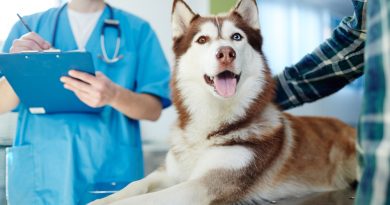 Чи завжди параліч задніх кінцівок у собак — вирок