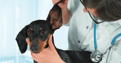 Грамотний догляд за вухами собаки – запорука її здоров'я та бадьорості