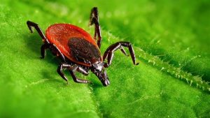 Іксодовий кліщ — універсальний рознощик інфекції.