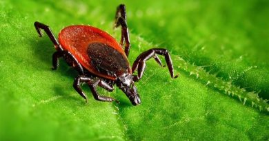 Іксодовий кліщ — універсальний рознощик інфекції