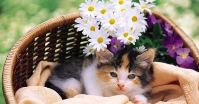 Імена / клички для кішок (500+ імен для дівчаток)