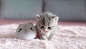 Імена / прізвиська / клички для котів (500+ імен для хлопчиків).