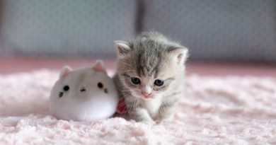 Імена / клички для котів (500+ імен для хлопчиків)