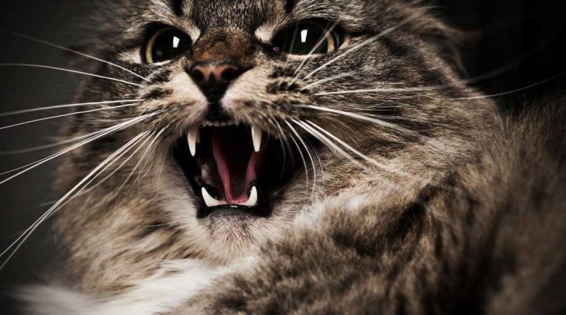 На що ображаються коти