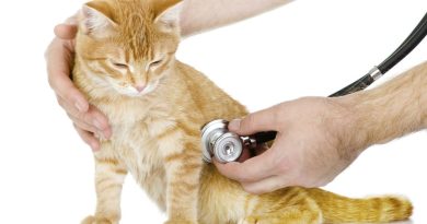 Набряк легень у кішок