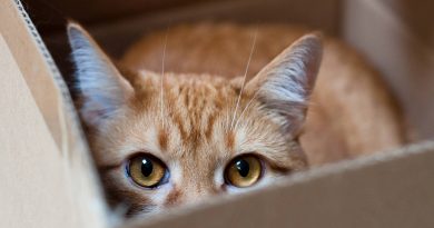 Наявність катаракти у кішок — діагноз, що потребує негайного лікування