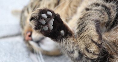 Навіщо кішкам дивна подушечка на передніх лапах