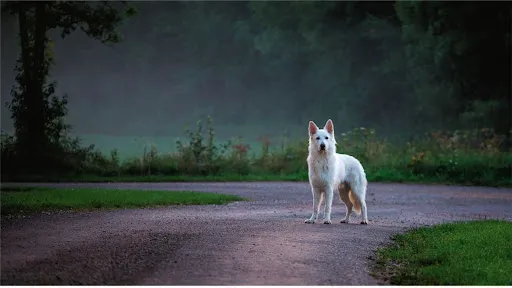 Ознаки болю у собаки