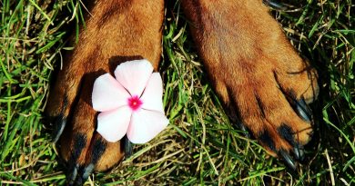 Перелом лапи у собаки — велике лихо чи незначна неприємність