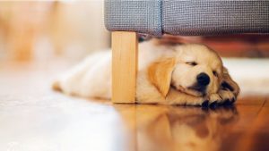 Перший день цуценя у новому будинку: що потрібно знати власнику?