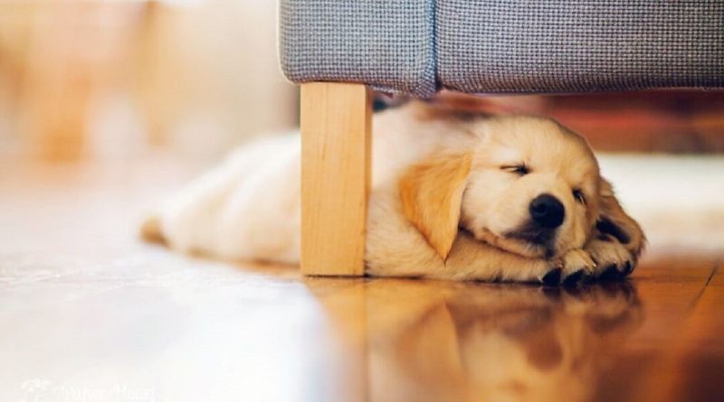 Перший день цуценя у новому будинку: що потрібно знати власнику