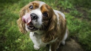 Позбавляємося вестибулярного синдрому у собак.