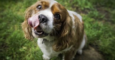Позбавляємося вестибулярного синдрому у собак
