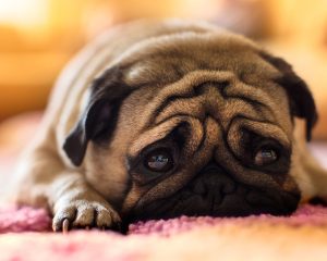 Що робити господареві при абсцесі на лапі у собаки?