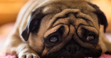 Що робити господареві при абсцесі на лапі у собаки