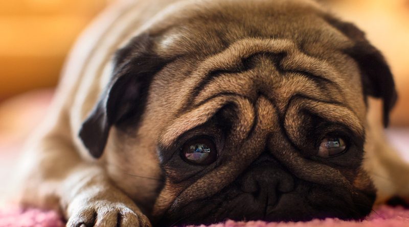 Що робити господареві при абсцесі на лапі у собаки