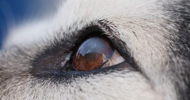 Що робити, якщо у собаки червоні очі та сльозяться