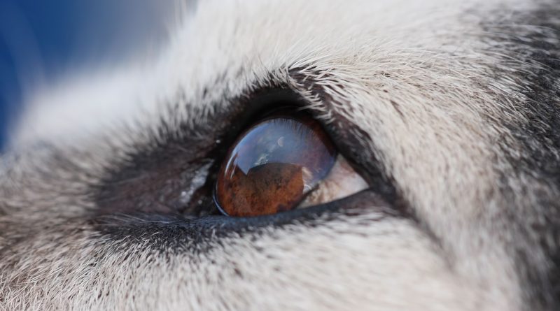 Що робити, якщо у собаки червоні очі та сльозяться